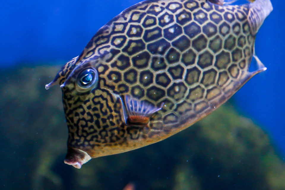 Close-up of a brightly patterned fish with a honeycomb-like design on its body, swimming in a blue water environment.