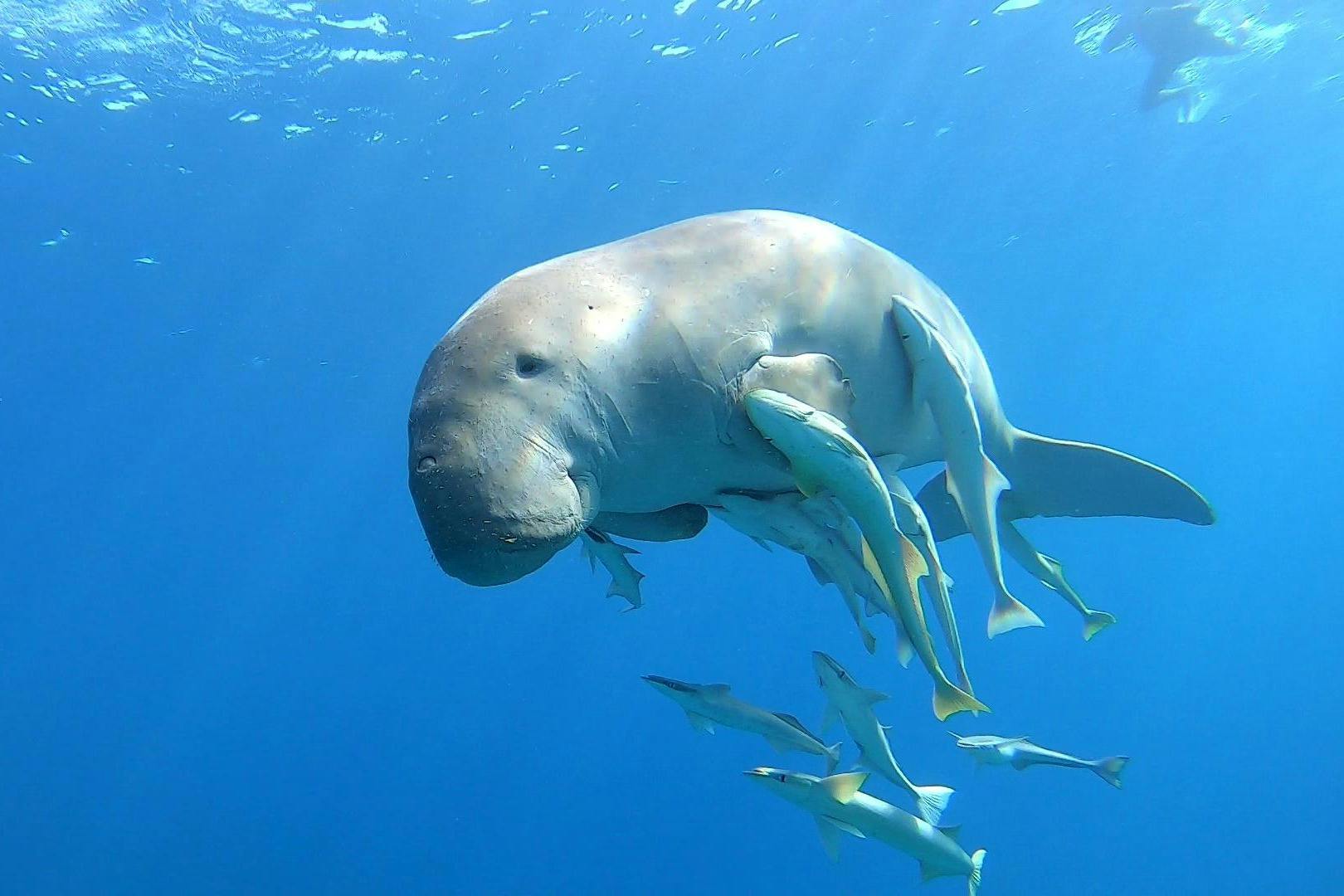 θαλασσινή αγελάδα marsa alam red sea