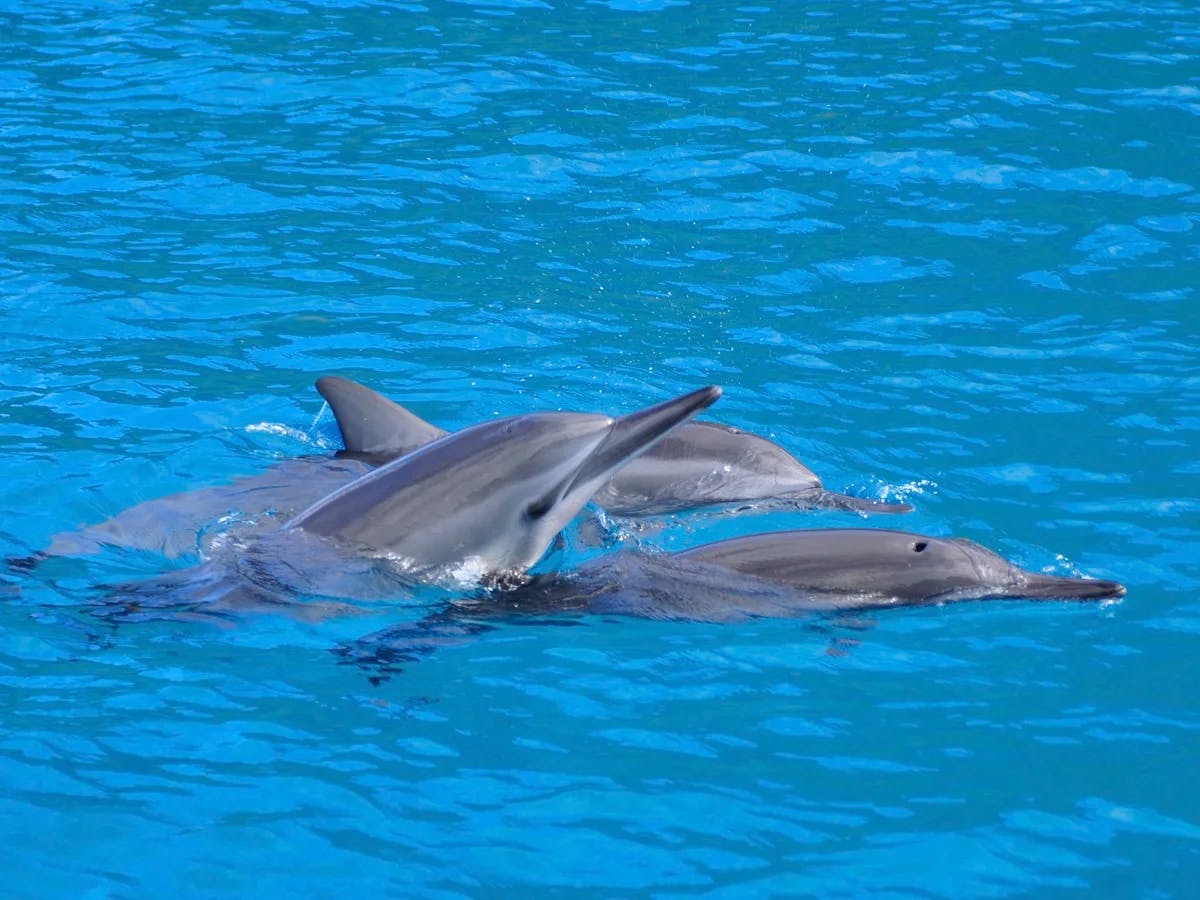 Kealakekua Bay: Ocean Safari Snorkel, Dolphin & Whale Watch - Photo 2