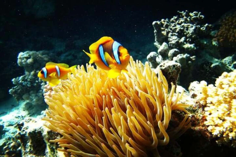 nemo house