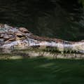 假gharial