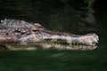 Falso gharial