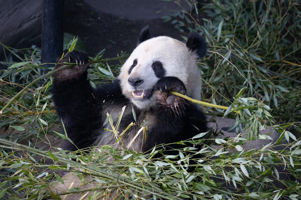 A giant panda eating bamboo while surrounded by green bamboo stalks and leaves.