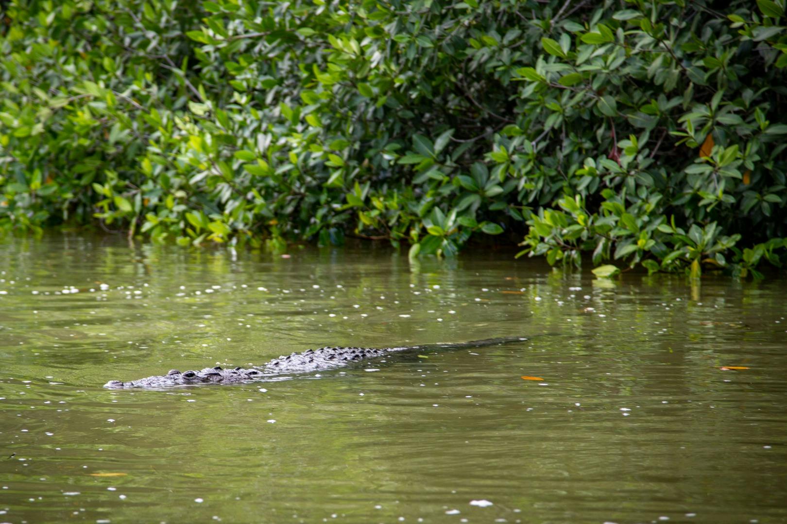 Half-day Fauna Watching Half-day Fauna Watching Half-day Fauna Watching Half-day Fauna Watching Half-day Fauna Watching Half-day Fauna Watching Half-day Fauna Watching Half-day Fauna Watching Half-day Fauna Watching Half-day Fauna Watching Half-day Fauna Watching Half-day Fauna Watching Half-day Fauna Watching