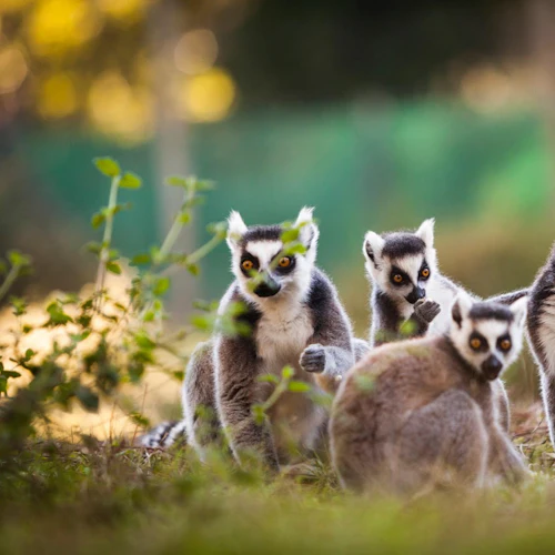 Zoo de Labenne: Entry Ticket - Photo 3
