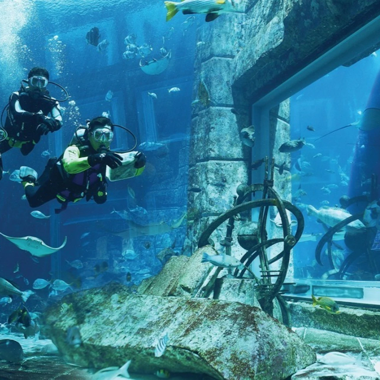 Dubai Aquarium & Underwater Zoo: Entry Ticket + Penguin Encounter 5