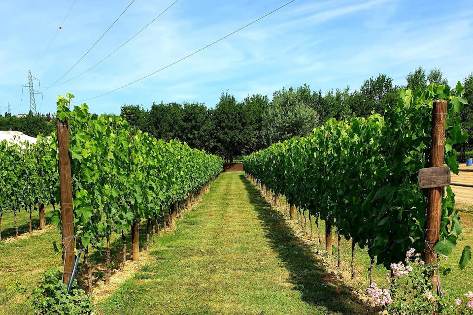 Vineyard