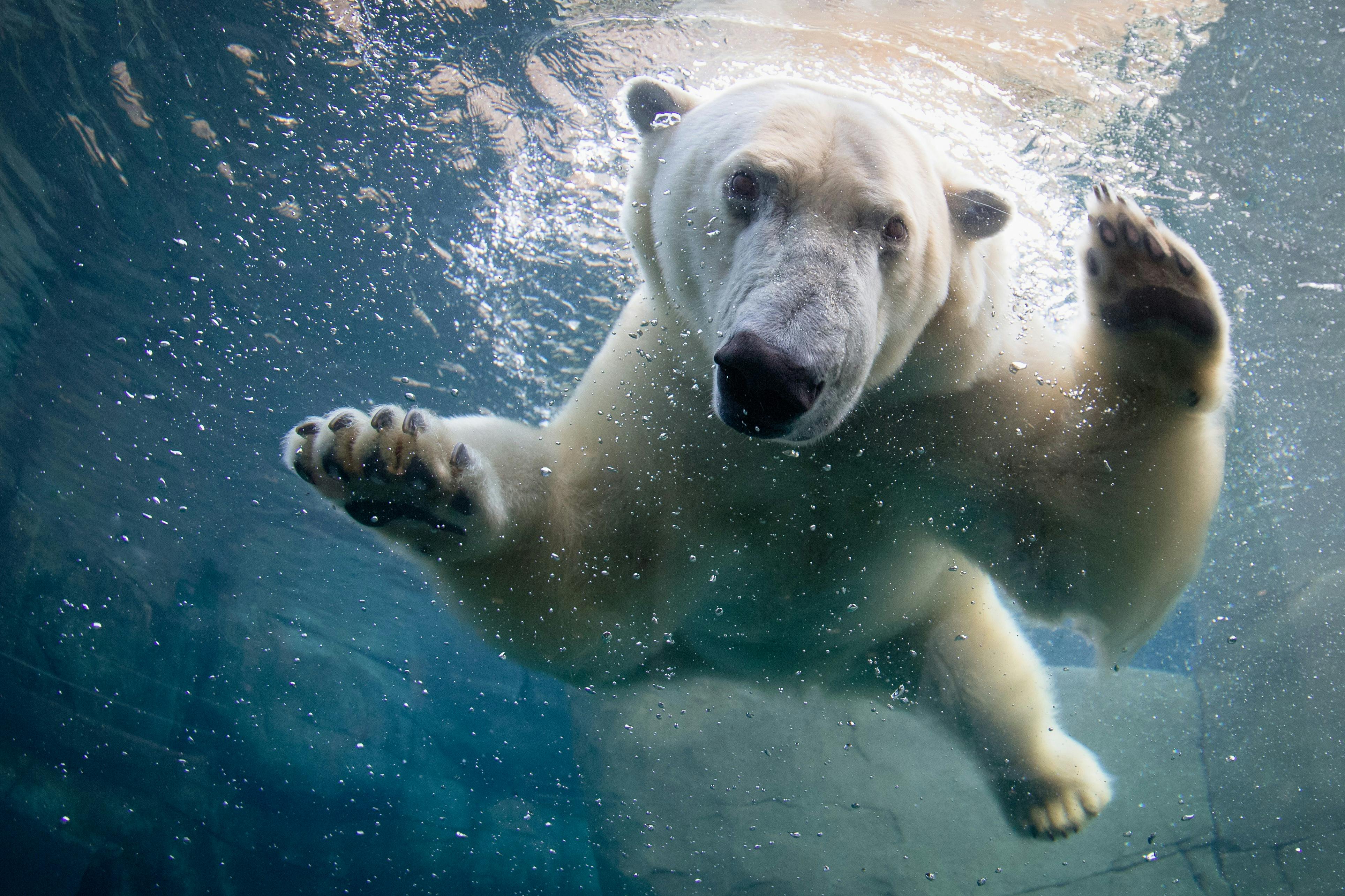 哥本哈根动物园