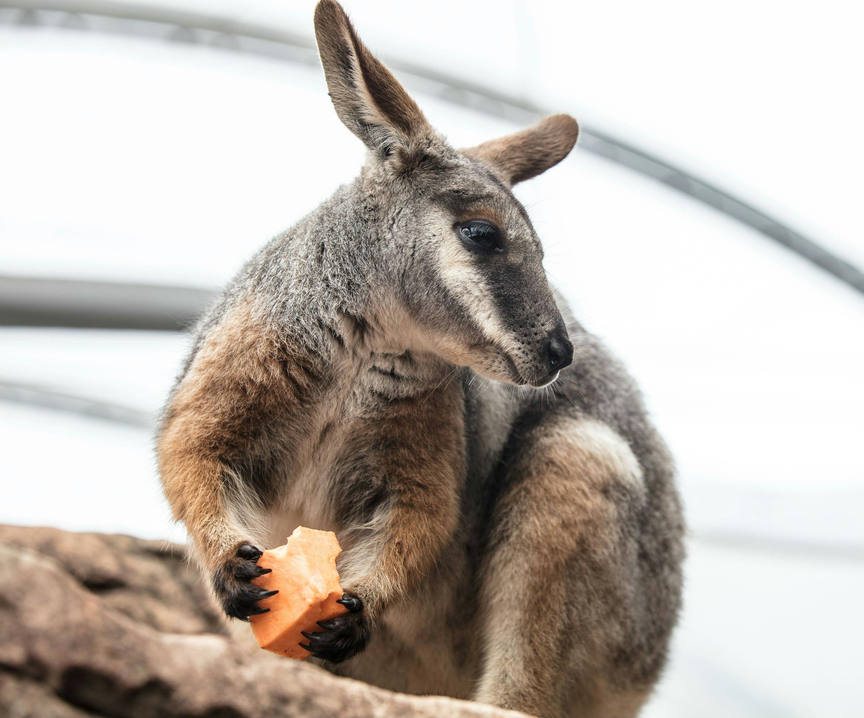 흰색과 금속 구조가 흐릿하게 보이는 바위 위에 서서 과일 조각을 들고 있는 캥거루.