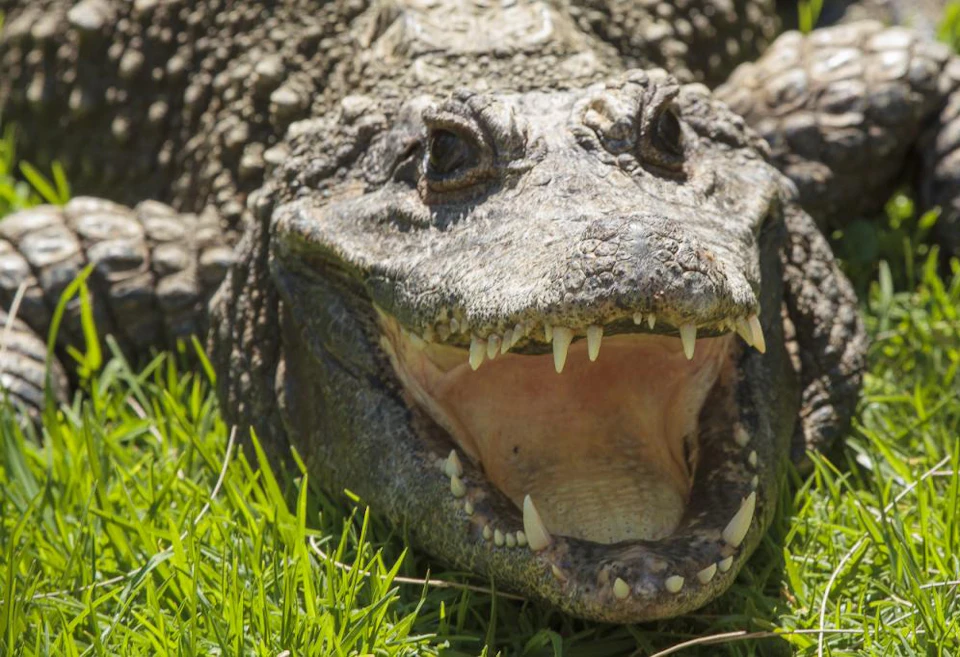 Close-up of an alligator's face with its mouth open, showing sharp teeth. The background includes green grass.