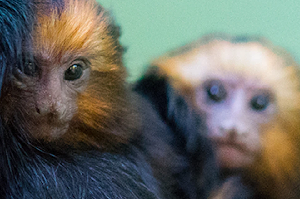 Two golden-headed lion tamarins with black and orange fur sit on a branch against a green background.