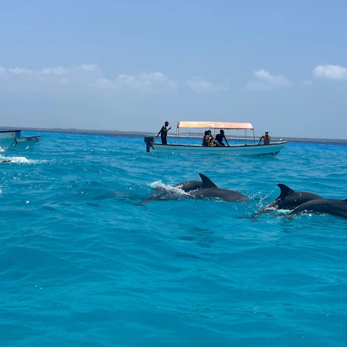 Zanzibar: Swimming with Dolphins Day Trip - Photo 1