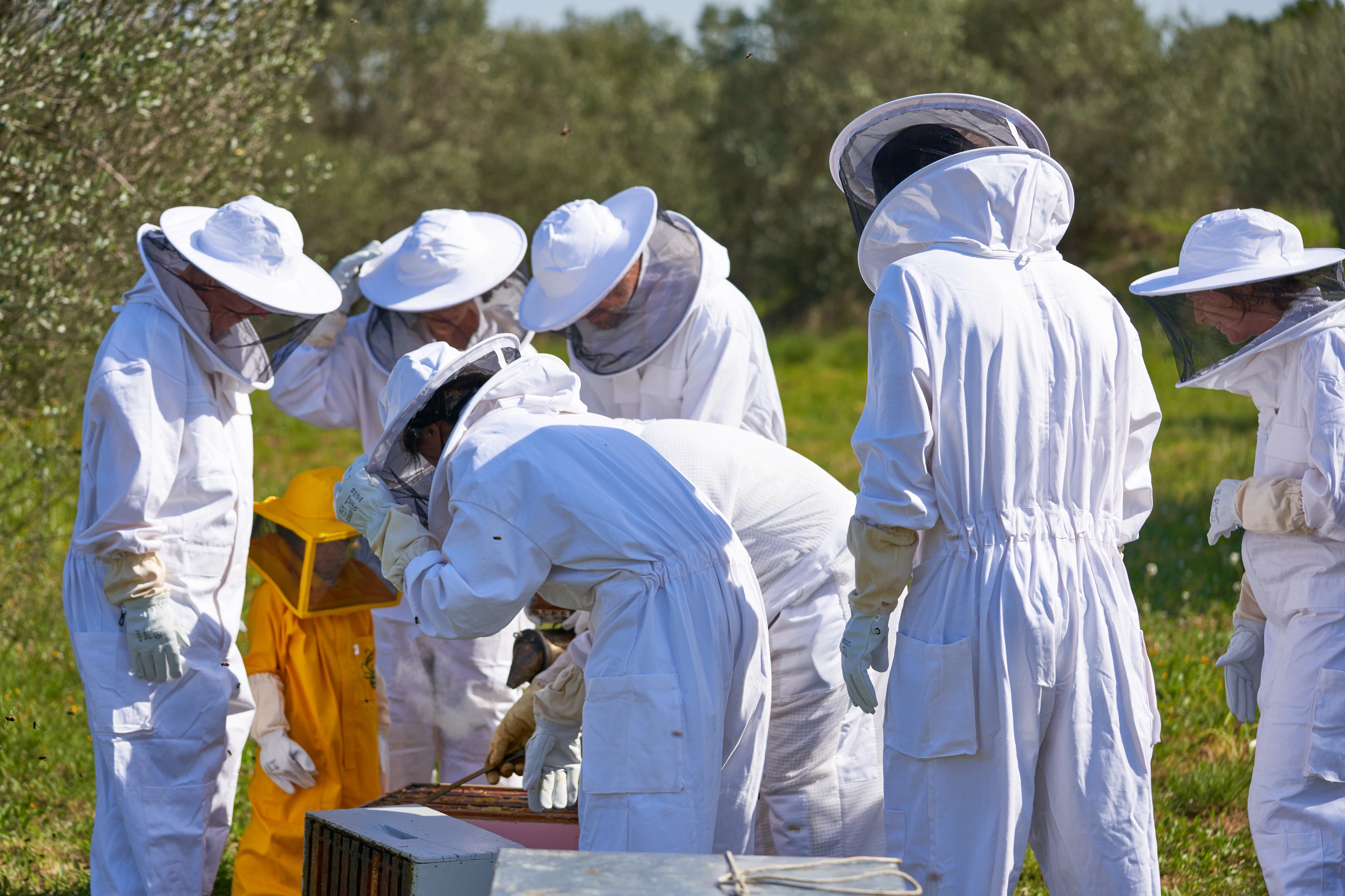 Beekeper Experience and Honey Tasting at Abellaires Empordanesos