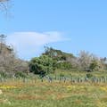 Gravfält av Robben Island fångar
