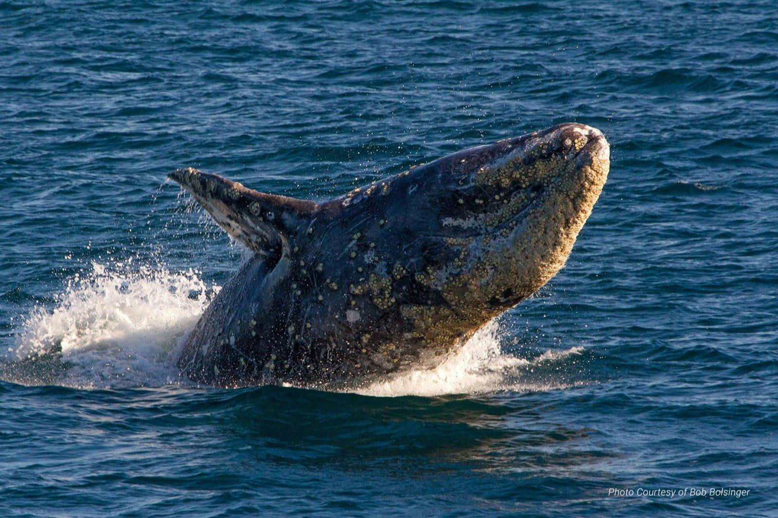 Rejs z obserwacją wielorybów