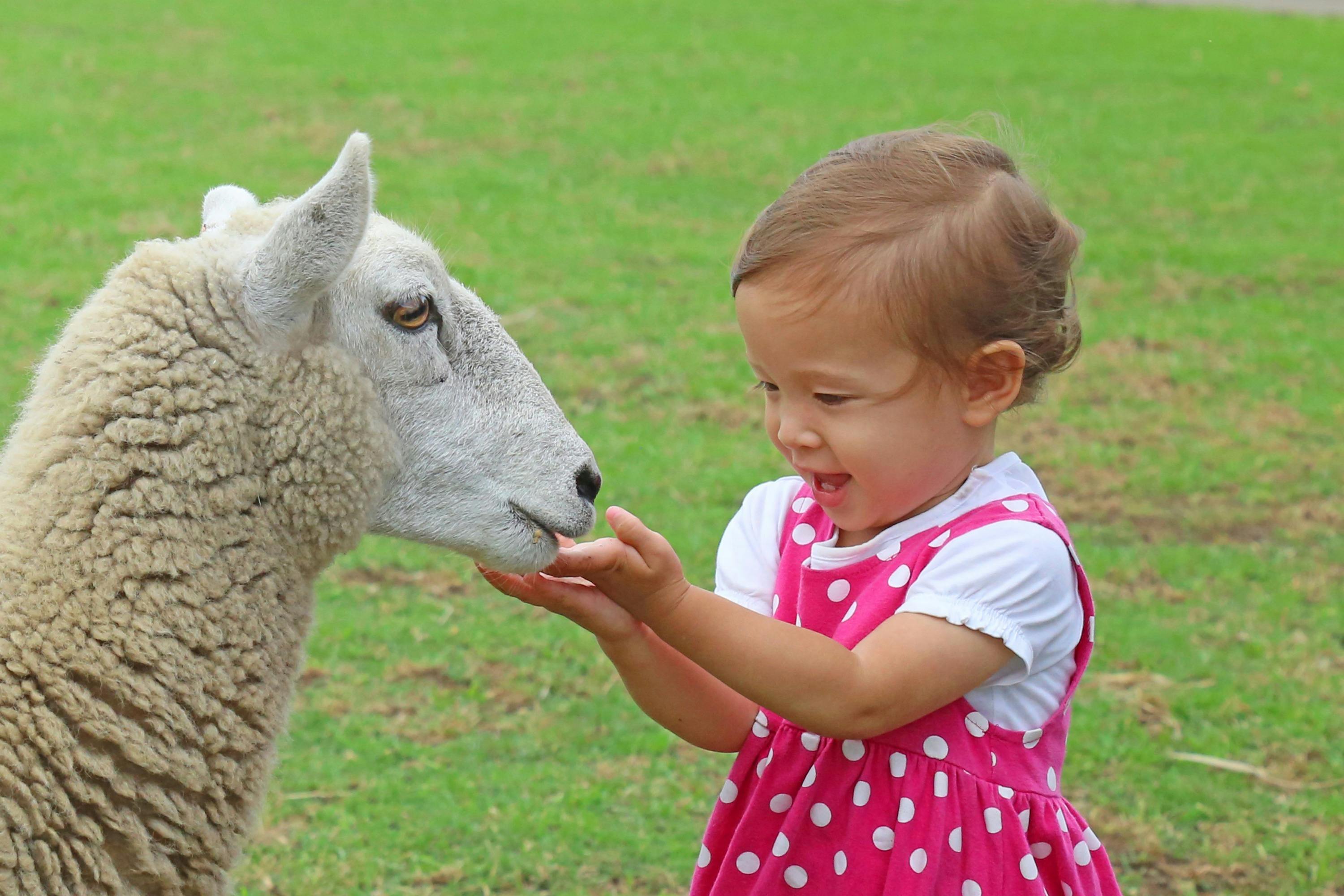 A toddler in a pink polka-dot dress gently touching a sheep's nose in a grassy outdoor area.