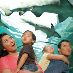 En familj på fyra står i en akvarietunnel och tittar upp på hajar som simmar över huvudet med uttryck av vördnad och förundran.