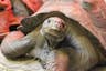 Gakaoagos-Schildkröte