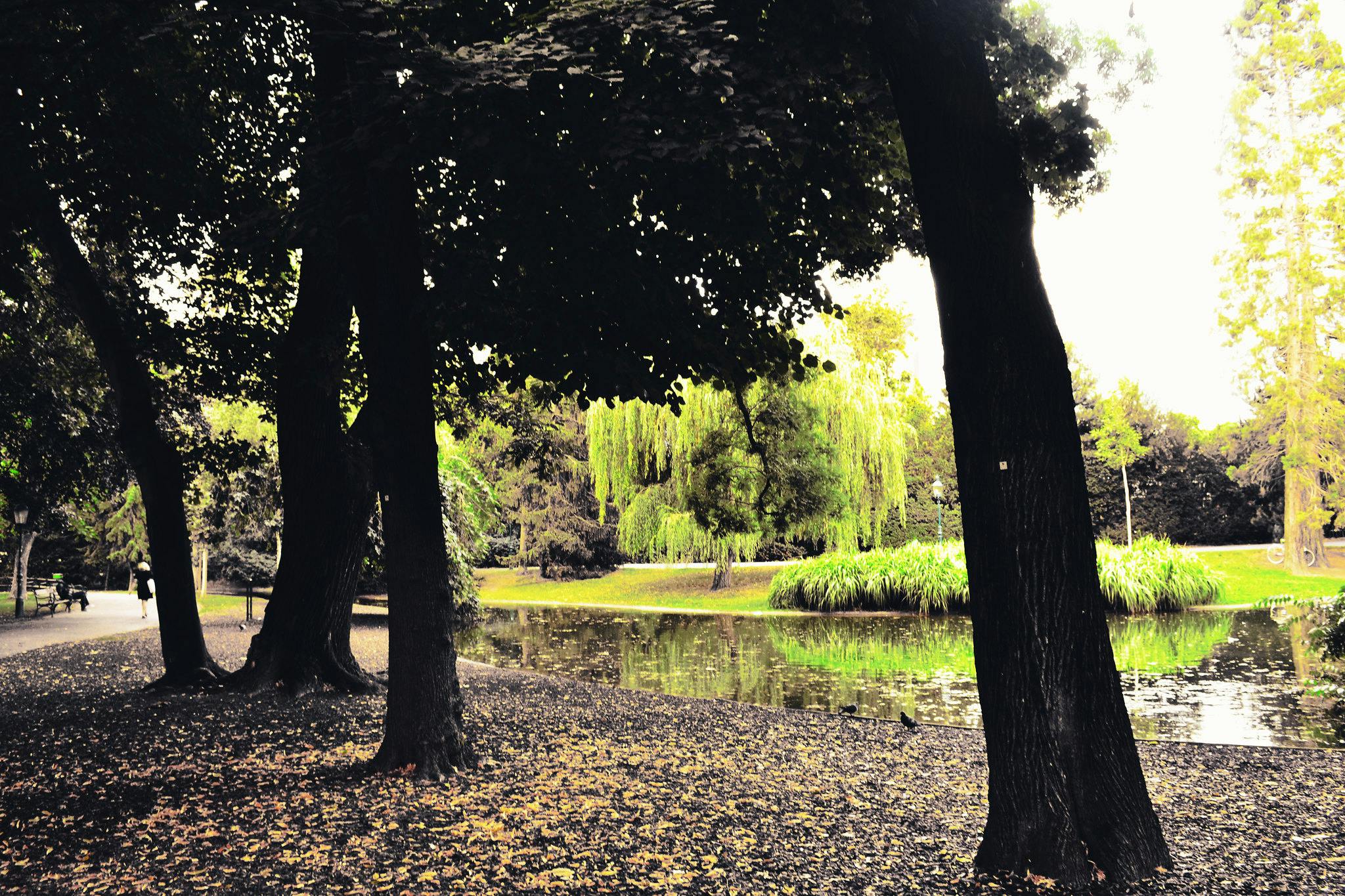 En fridfull park med träd, en damm som speglar grönska, en bänk på stigen och utspridda fallna löv.