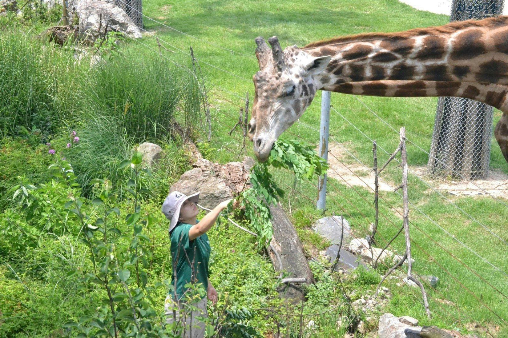 Una persona in camicia e cappello verde dà da mangiare delle foglie a una giraffa al di là di un recinto in un'area erbosa e rocciosa.