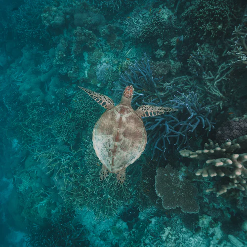Great Barrier Reef: Pontoon Cruise + Semi-Submarine Tour + Buffet Lunch - Photo 8