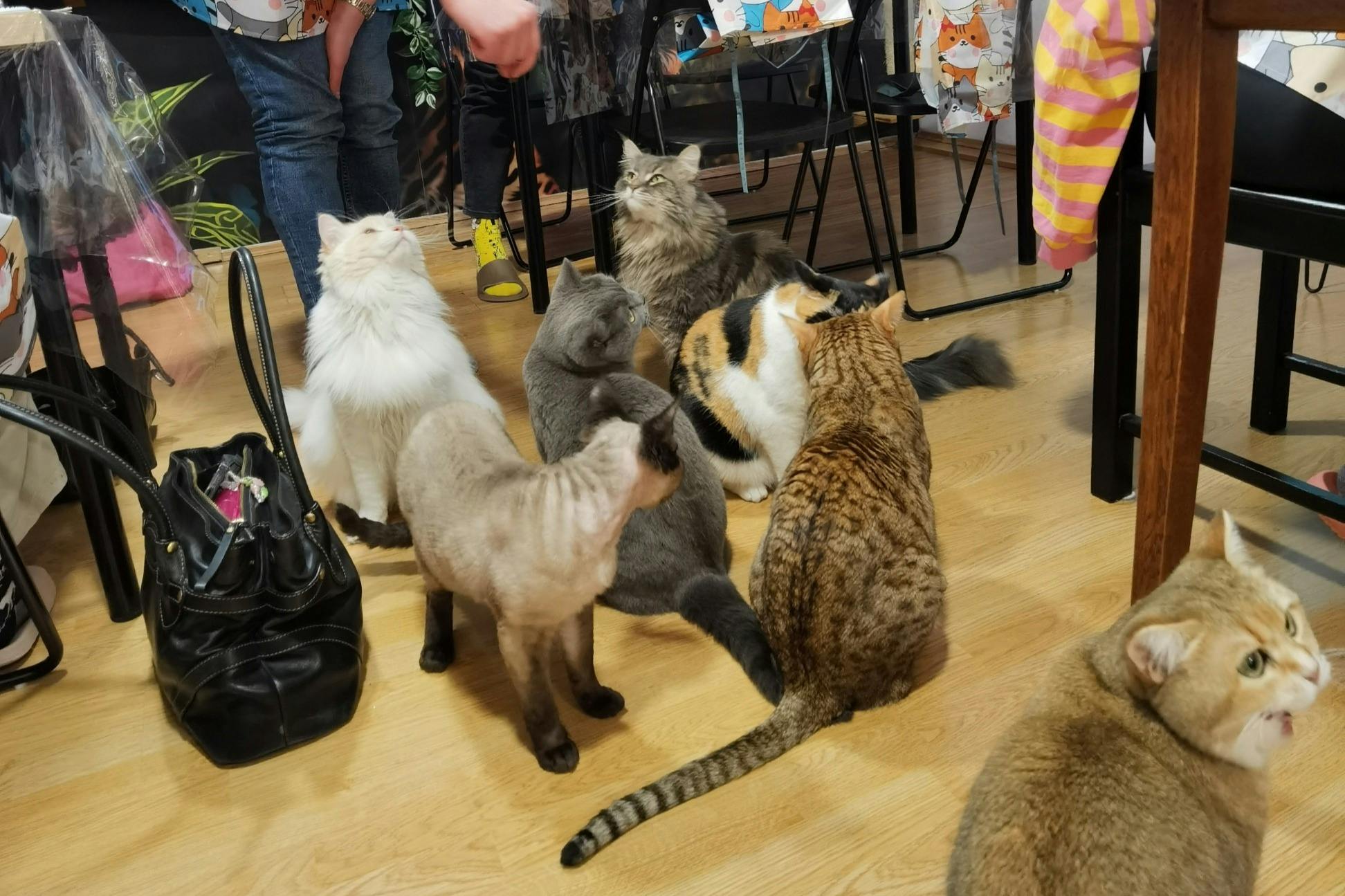 Beboerkatte på Kattemuseet