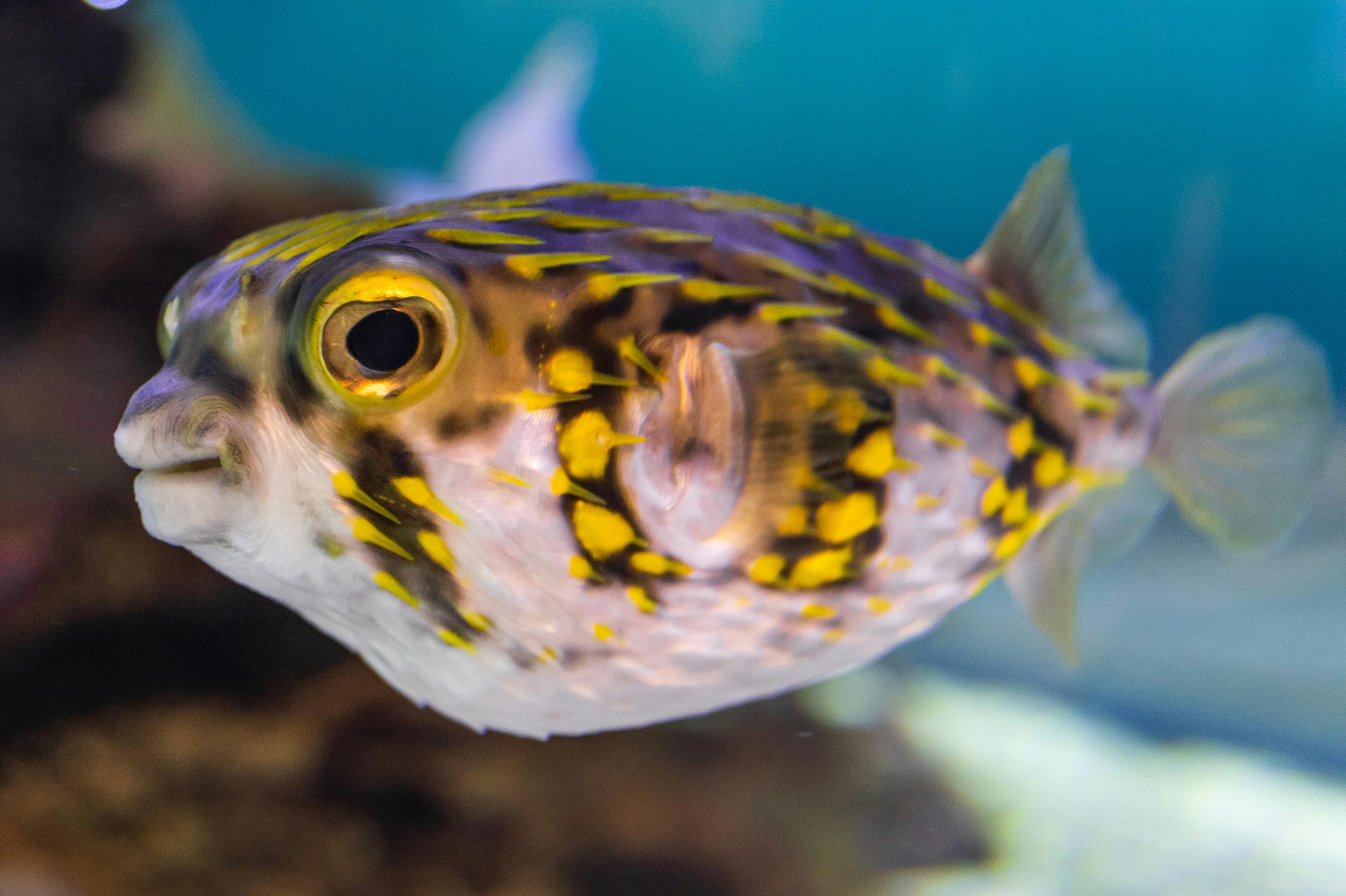 14 돌고래 환경을 설명하는 많은 물고기 종을 특징으로하는 수족관 및 탱크