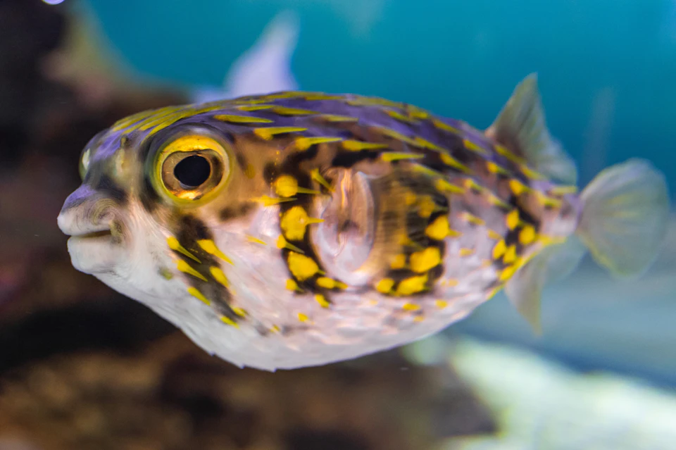 14 Aquariums and Tanks featuring many fish species describing the dolphin environment