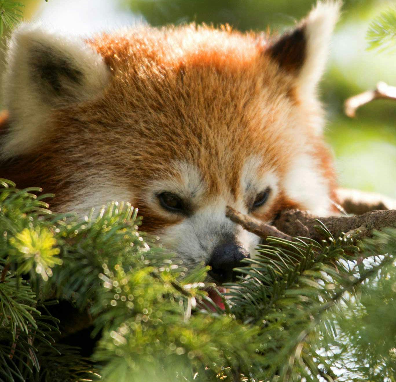 自然野生动物园