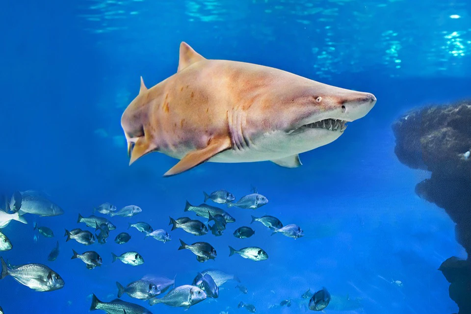 Tiger Shark