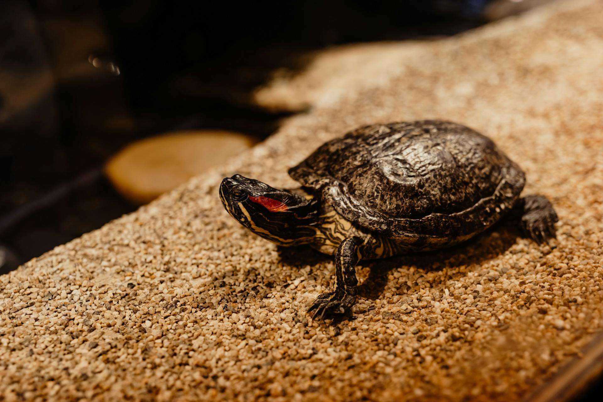 A turtle with a red marking on its head rests on a rocky, textured surface. Dark background with blurred elements.