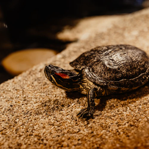 Aquarium du Grand Lyon: bilhete de entrada - Photo 15