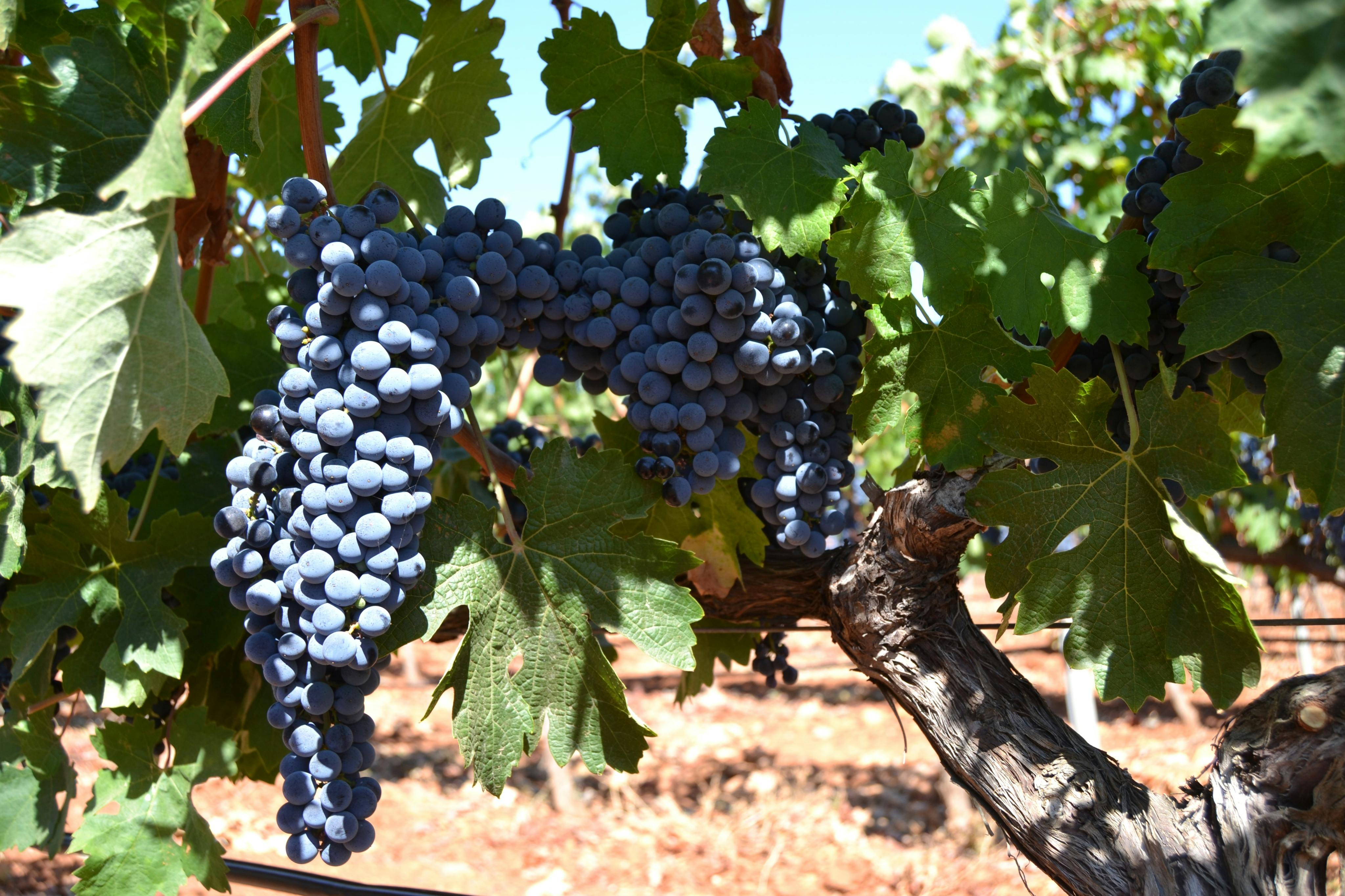 Maiorca: Tour guidato delle cantine + trasferimento + degustazione di vini — 2