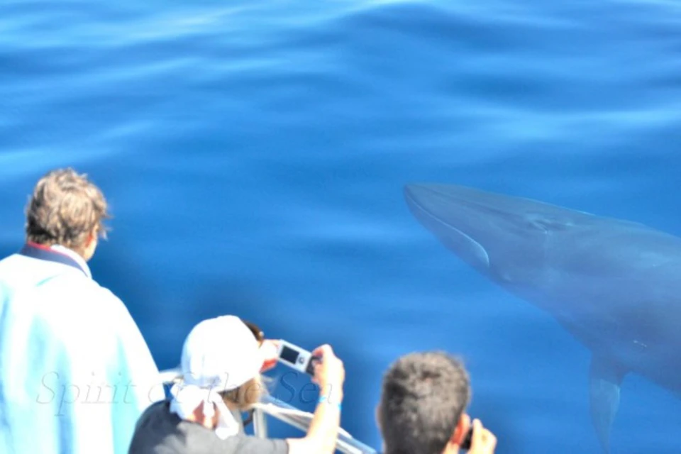 El avistamiento de ballenas es una experiencia única para toda la familia