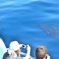 El avistamiento de ballenas es una experiencia única parada la familia