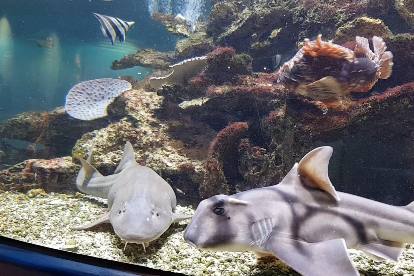 매일 여러 번 먹이를 주는 상어와 가오리 종들이 전시되어 있습니다.