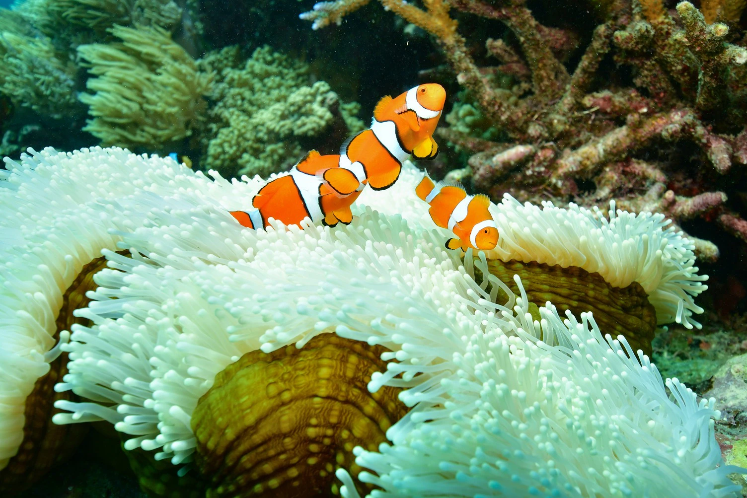 Three clownfish swimming among white sea anemones in a vibrant coral reef environment.