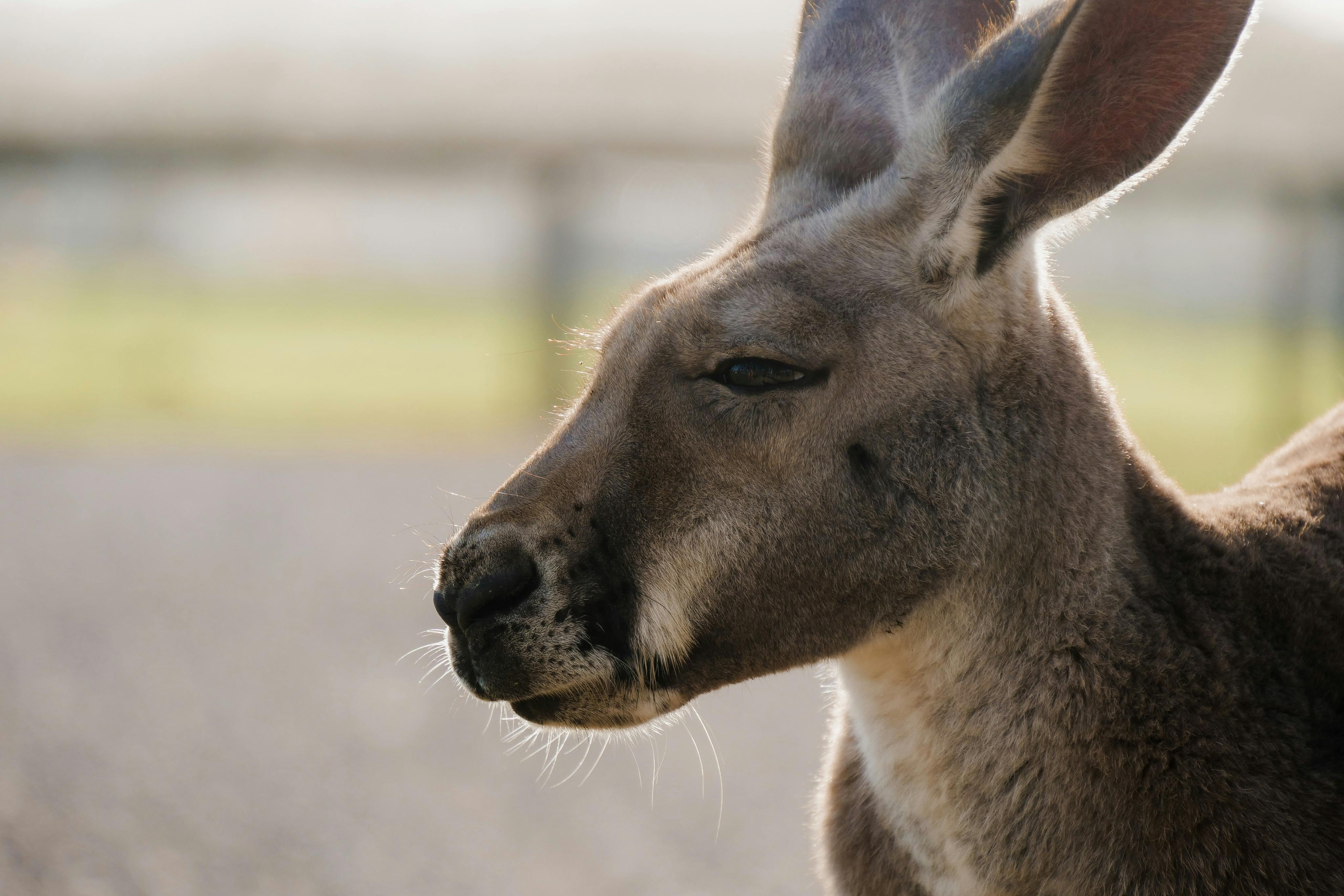 Nahaufnahme eines roten Kängurus