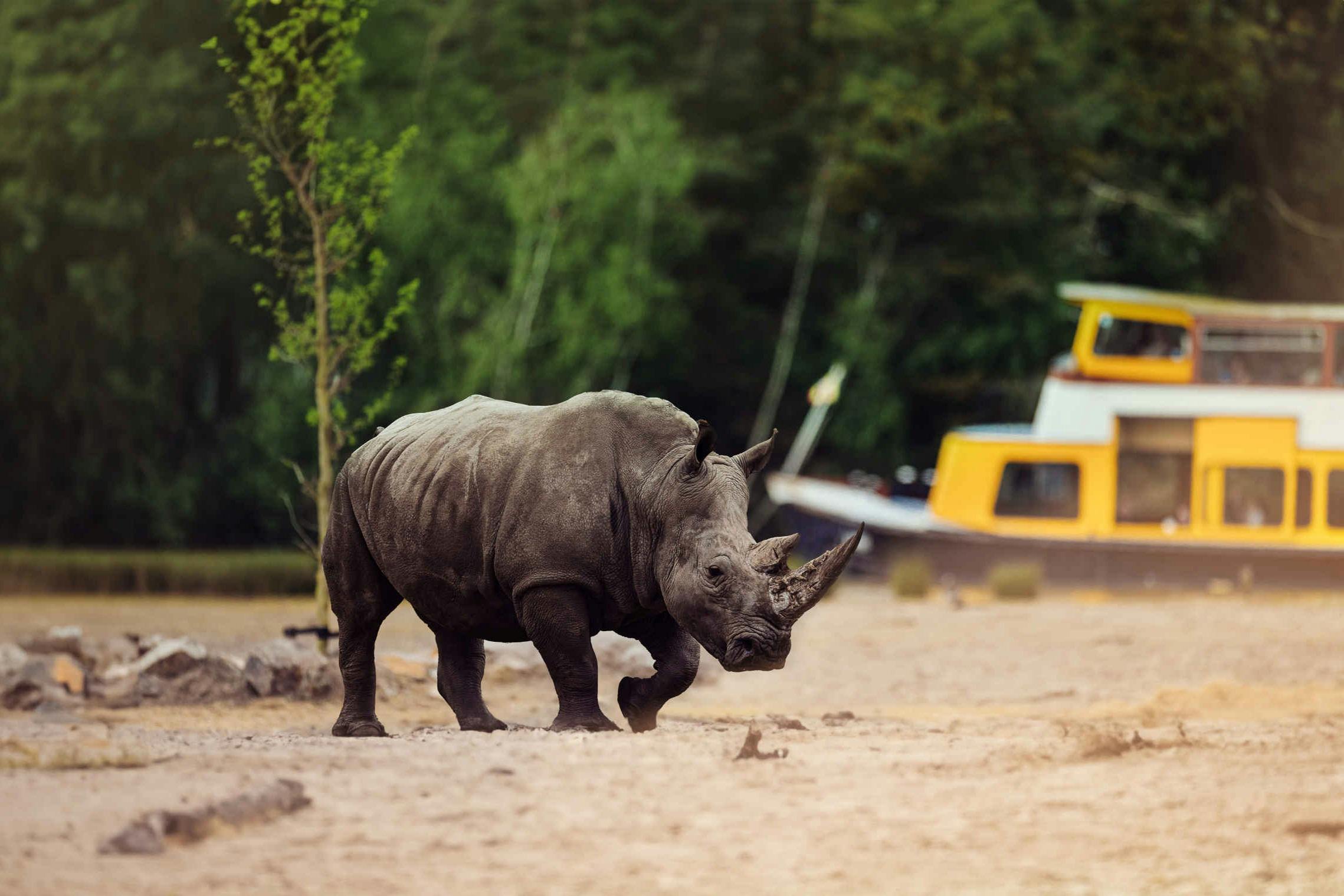 Ein Nashorn spaziert auf einer sandigen Fläche mit einem gelben Boot und einem grünen Wald im Hintergrund.