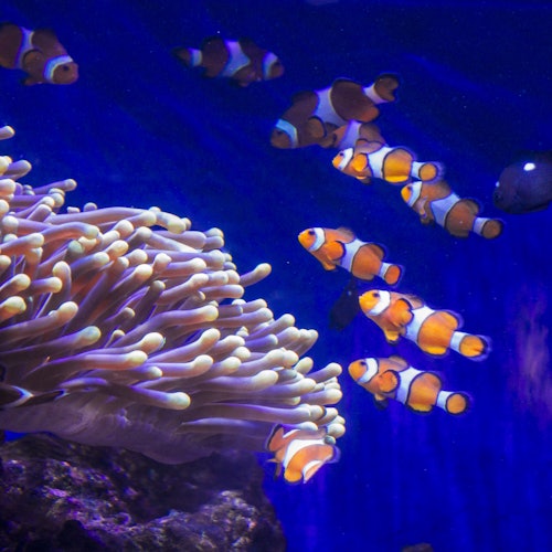 Aquarium de Barcelona: Entradas sin colas