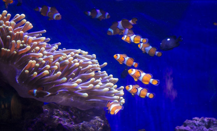 Billet Aquarium de Barcelone : Billet coupe-file - 5