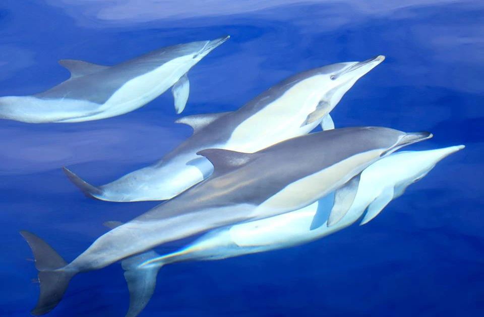 Four dolphins swimming together in clear, deep blue water.