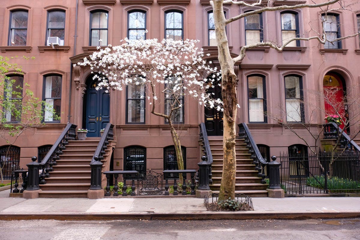 A brownstone building with two staircases, a blooming tree with white flowers, and a bare tree on the sidewalk.