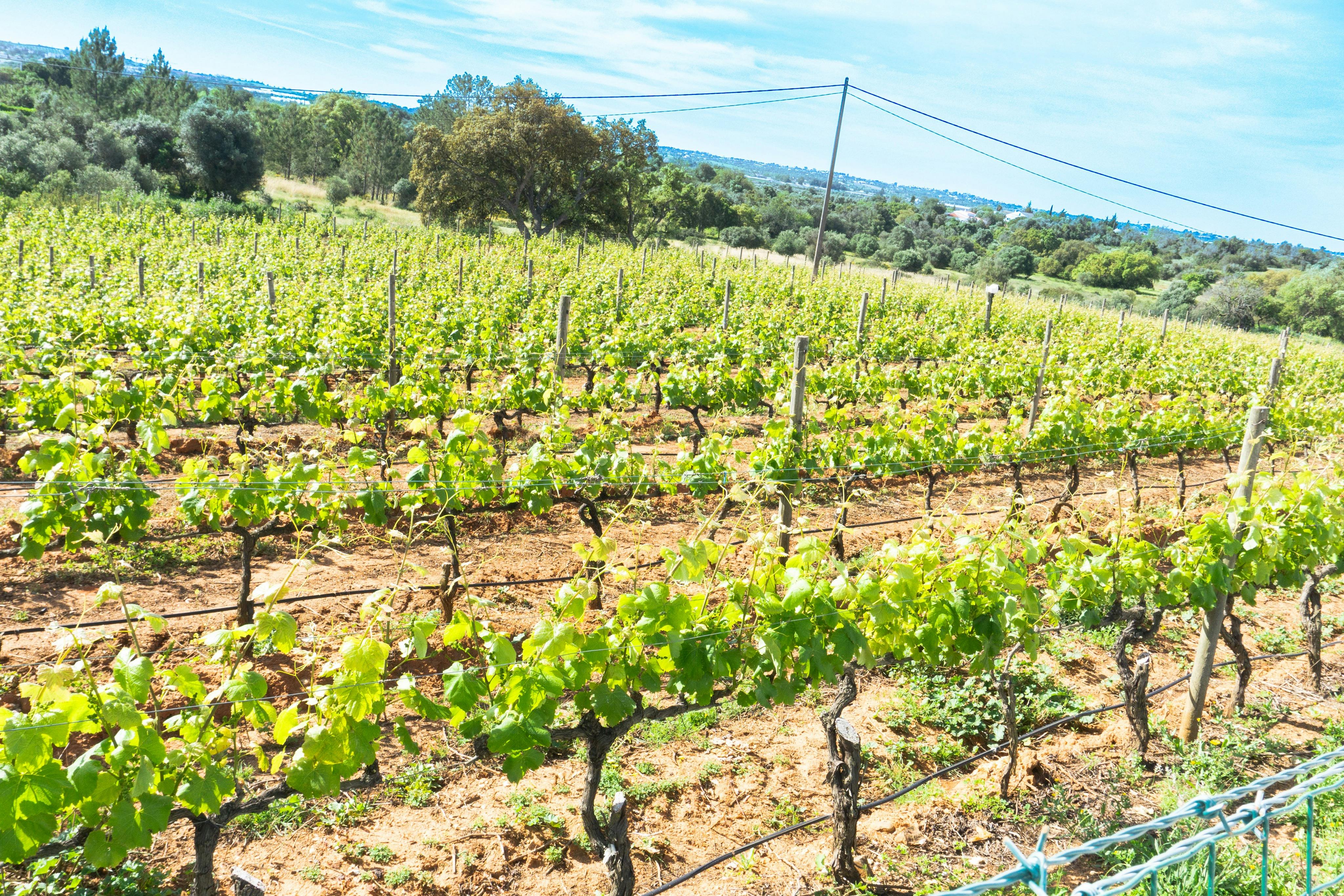 sun kissed vinyardes