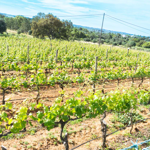 Algarve: Guided Wine Tasting Tour from Albufeira - Photo 13