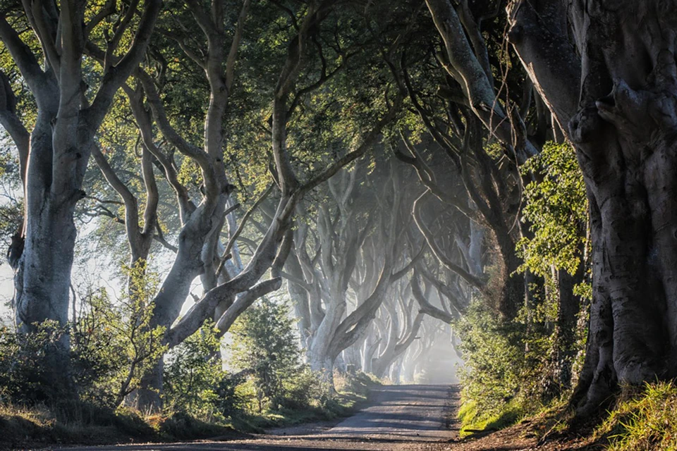 Dark Hedges