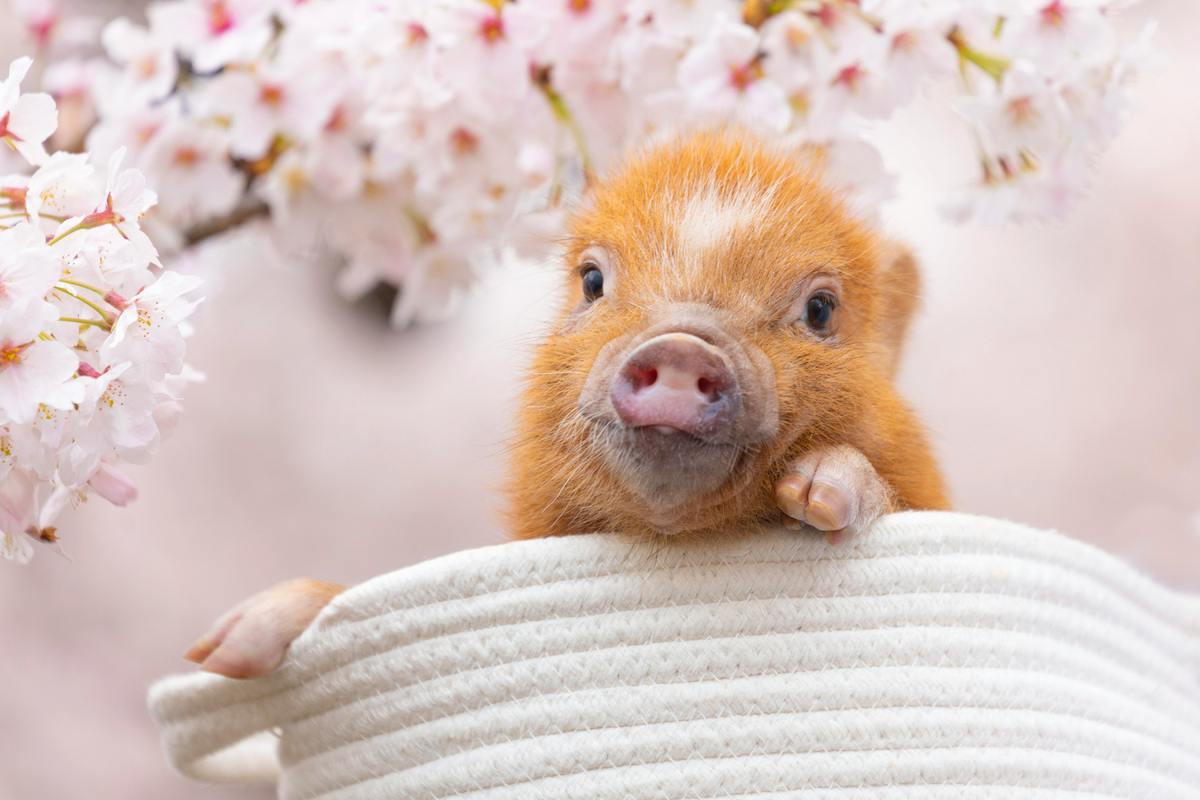 Osaka: 1-Hour Micro Pig Cafe Experience with Drink & Postcard - Photo 6