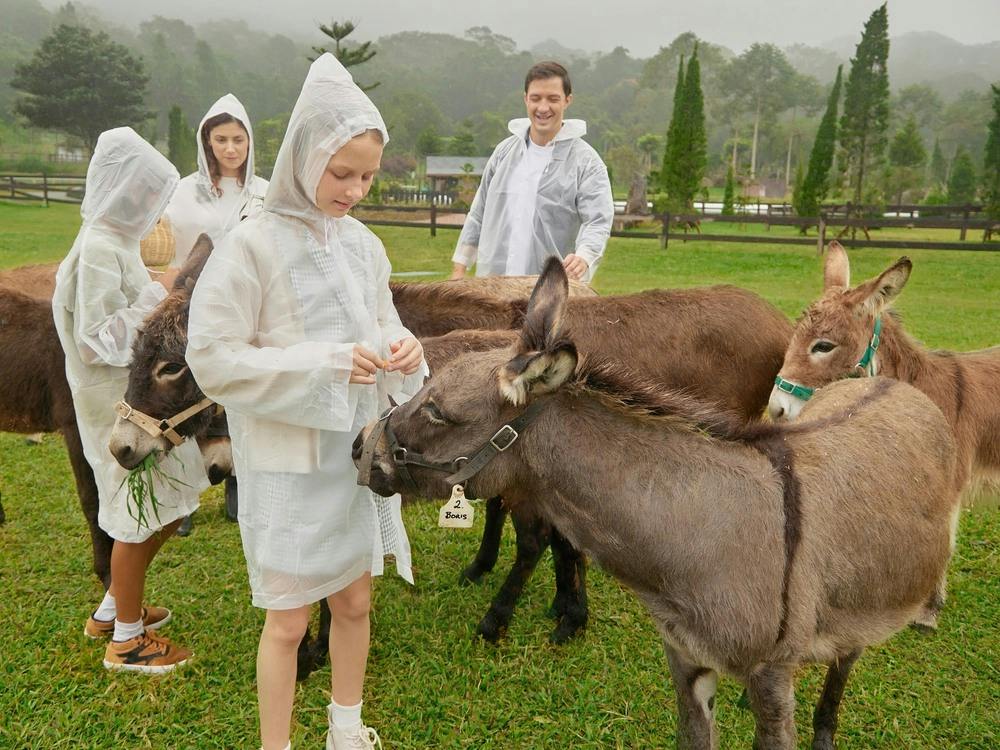 A group of people in translucent raincoats interact with donkeys in a grassy outdoor setting on a misty day.