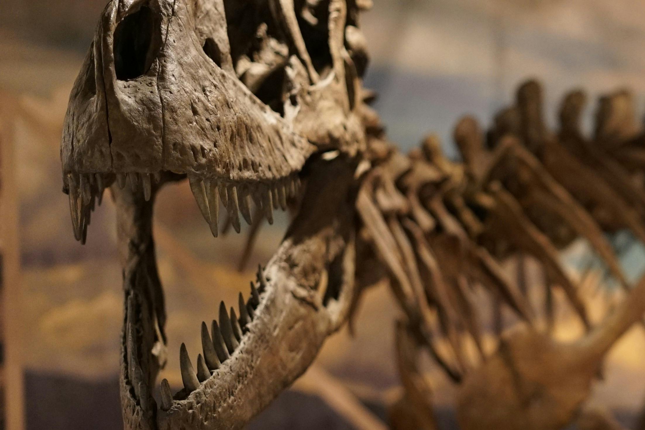 Primer plano del cráneo y los dientes de un esqueleto de dinosaurio con el fondo desenfocado, en el entorno de un museo.