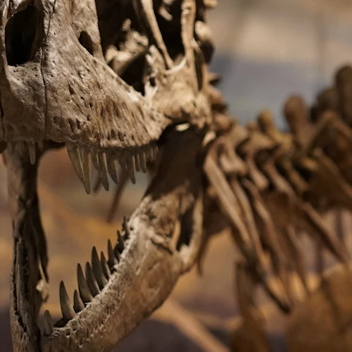 Dinosaur World Florida: Entry Ticket - Photo 8